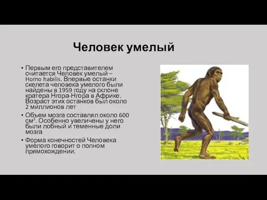 Человек умелый Первым его представителем считается Человек умелый – Homo