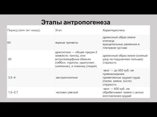 Этапы антропогенеза