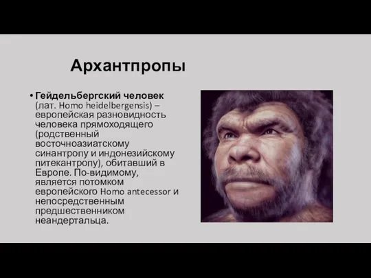 Архантпропы Гейдельбергский человек (лат. Homo heidelbergensis) – европейская разновидность человека