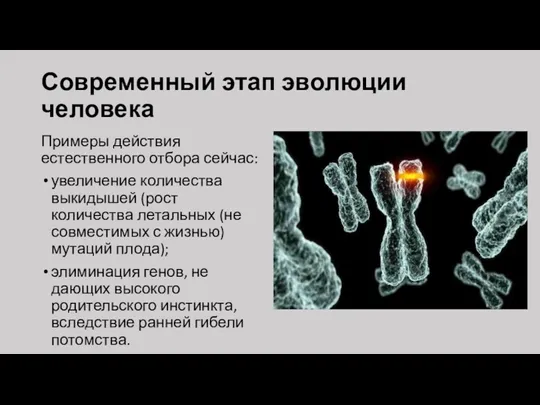 Современный этап эволюции человека Примеры действия естественного отбора сейчас: увеличение