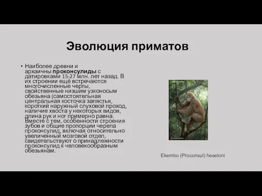 Эволюция приматов Наиболее древни и архаичны проконсулиды с датировками 15-27