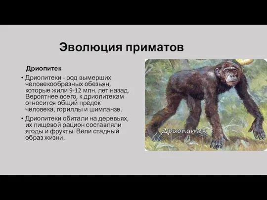 Эволюция приматов Дриопитек Дриопитеки - род вымерших человекообразных обезьян, которые