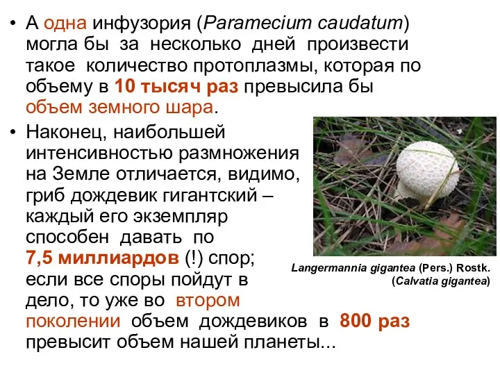 А одна инфузория (Paramecium caudatum) могла бы за несколько дней