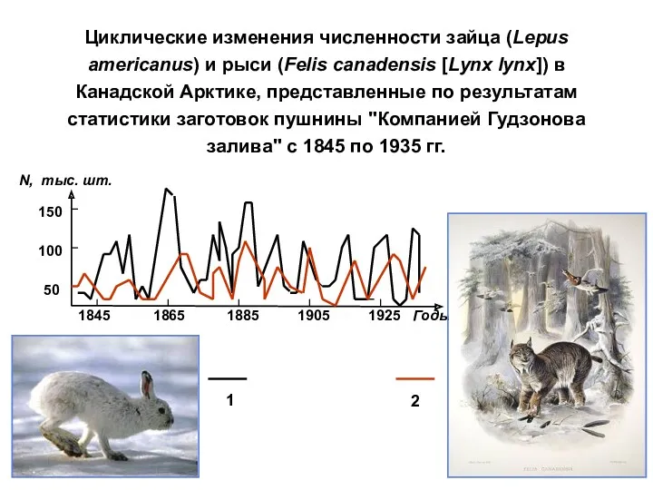 Циклические изменения численности зайца (Lepus americanus) и рыси (Felis canadensis