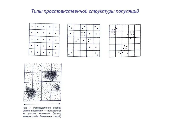 Типы пространственной структуры популяций