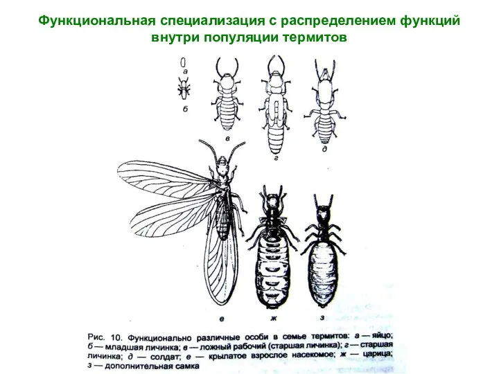 Функциональная специализация с распределением функций внутри популяции термитов