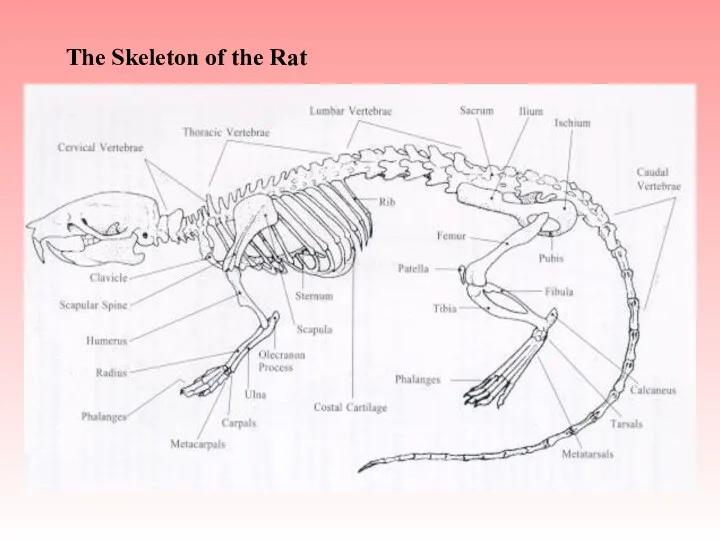 The Skeleton of the Rat