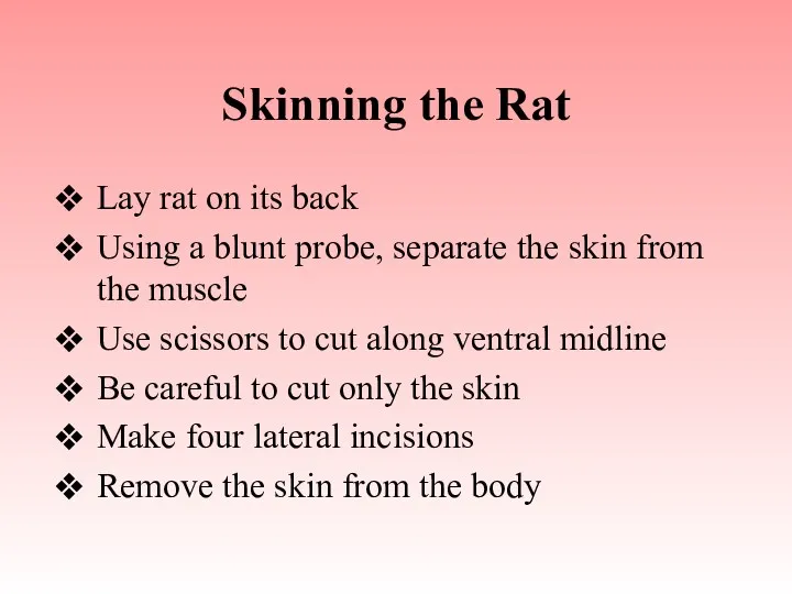 Skinning the Rat Lay rat on its back Using a blunt probe, separate