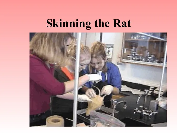 Skinning the Rat
