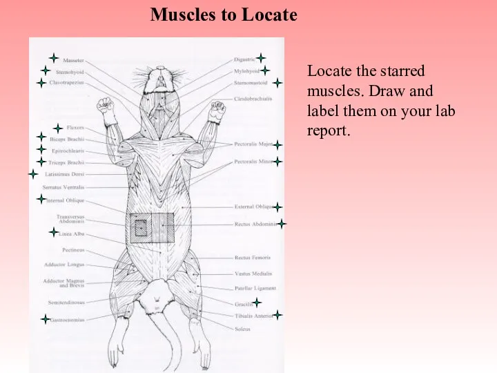 Muscles to Locate Locate the starred muscles. Draw and label them on your lab report.