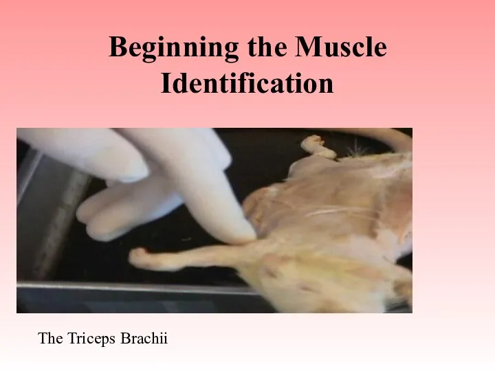 Beginning the Muscle Identification The Triceps Brachii
