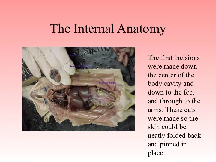 The Internal Anatomy The first incisions were made down the