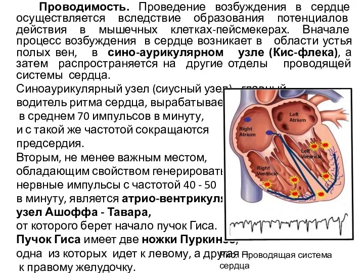 Проводимость. Проведение возбуждения в сердце осуществляется вследствие образования потенциалов действия