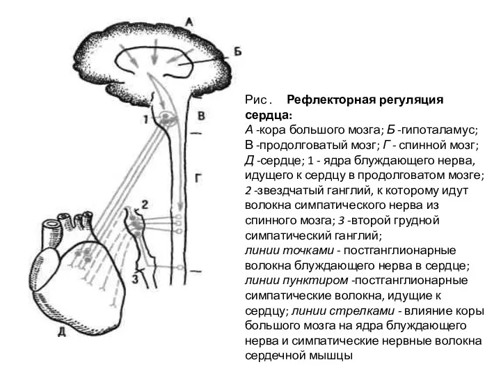 Рис . Рефлекторная регуляция сердца: А -кора большого мозга; Б