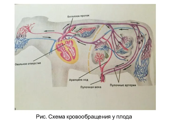 Рис. Схема кровообращения у плода