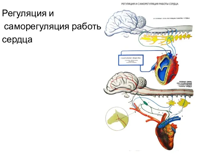 Регуляция и саморегуляция работы сердца