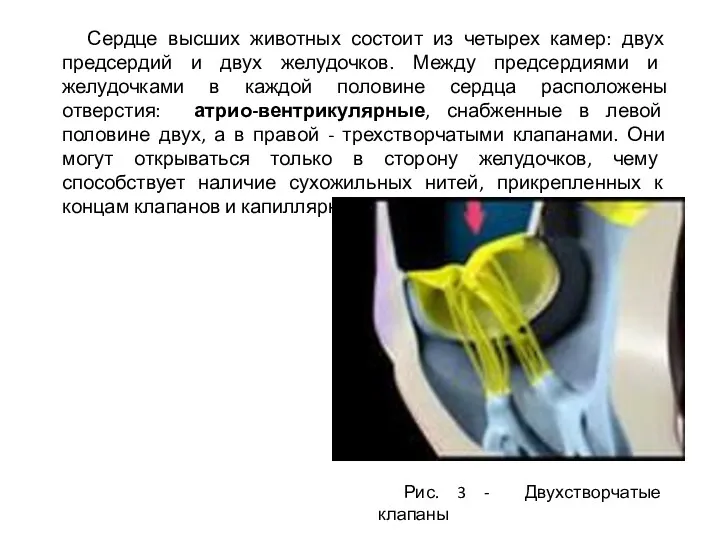 Сердце высших животных состоит из четырех камер: двух предсердий и