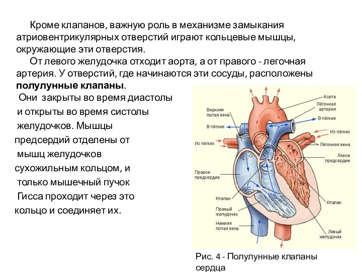 Кроме клапанов, важную роль в механизме замыкания атриовентрикулярных отверстий играют