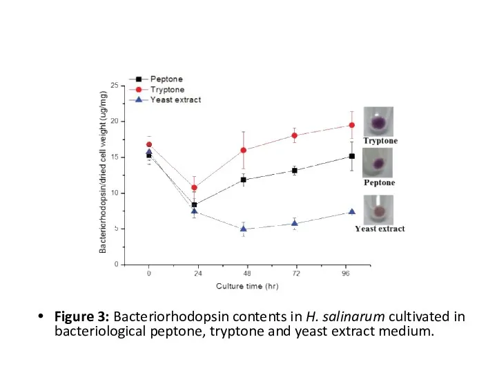 Figure 3: Bacteriorhodopsin contents in H. salinarum cultivated in bacteriological peptone, tryptone and yeast extract medium.