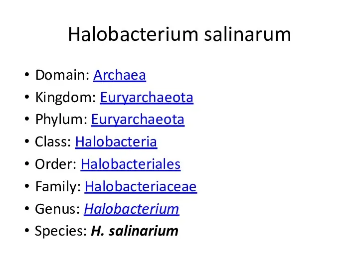 Halobacterium salinarum Domain: Archaea Kingdom: Euryarchaeota Phylum: Euryarchaeota Class: Halobacteria
