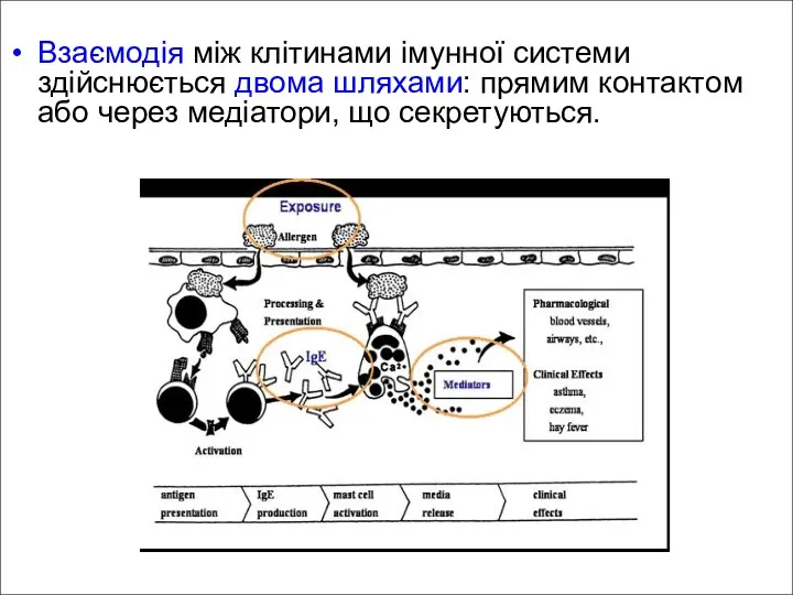 Взаємодія між клітинами імунної системи здійснюється двома шляхами: прямим контактом або через медіатори, що секретуються.