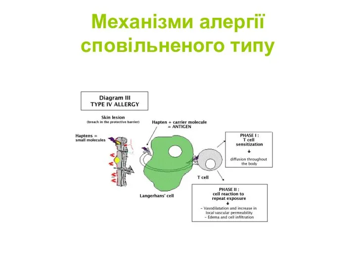 Механізми алергії сповільненого типу