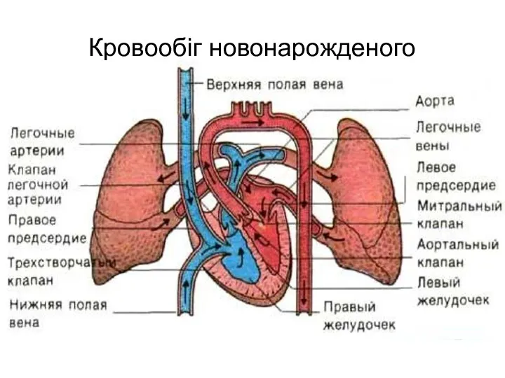 Кровообіг новонарожденого