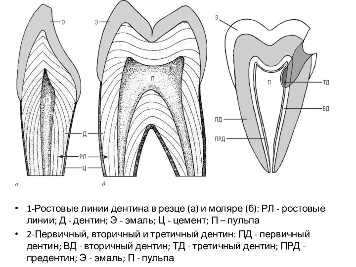 1-Ростовые линии дентина в резце (а) и моляре (б): РЛ