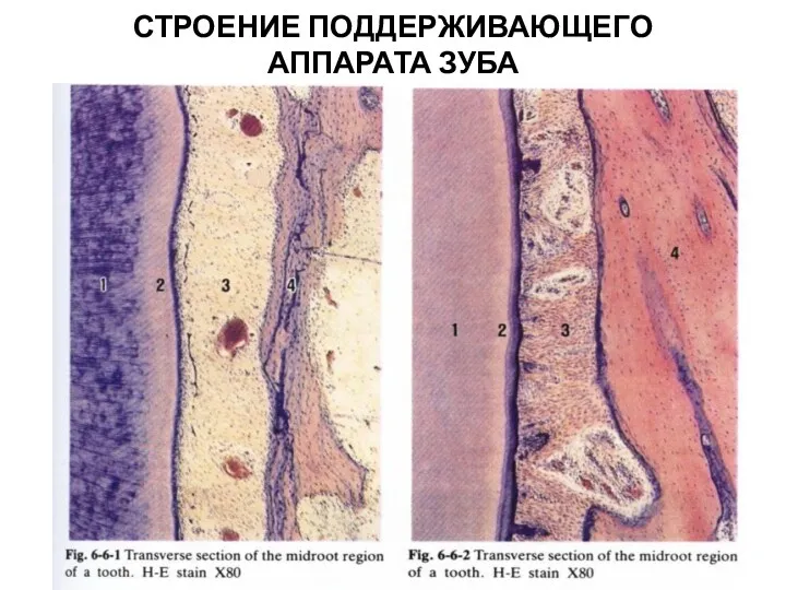 СТРОЕНИЕ ПОДДЕРЖИВАЮЩЕГО АППАРАТА ЗУБА