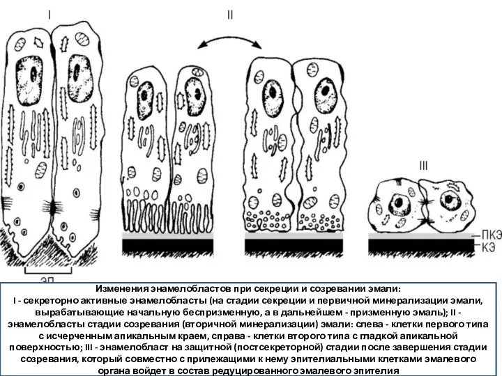 Изменения энамелобластов при секреции и созревании эмали: I - секреторно