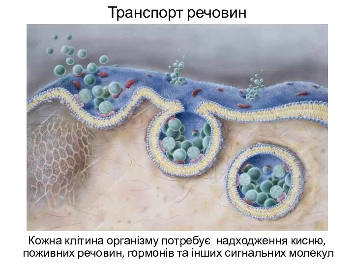 Транспорт речовин Кожна клітина організму потребує надходження кисню, поживних речовин, гормонів та інших сигнальних молекул