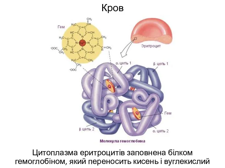 Кров Цитоплазма еритроцитів заповнена білком гемоглобіном, який переносить кисень і вуглекислий газ