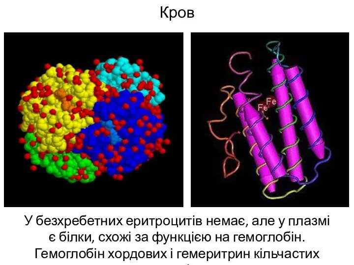 Кров У безхребетних еритроцитів немає, але у плазмі є білки,