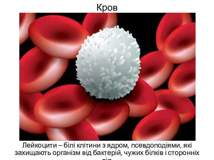 Кров Лейкоцити – білі клітини з ядром, псевдоподіями, які захищають
