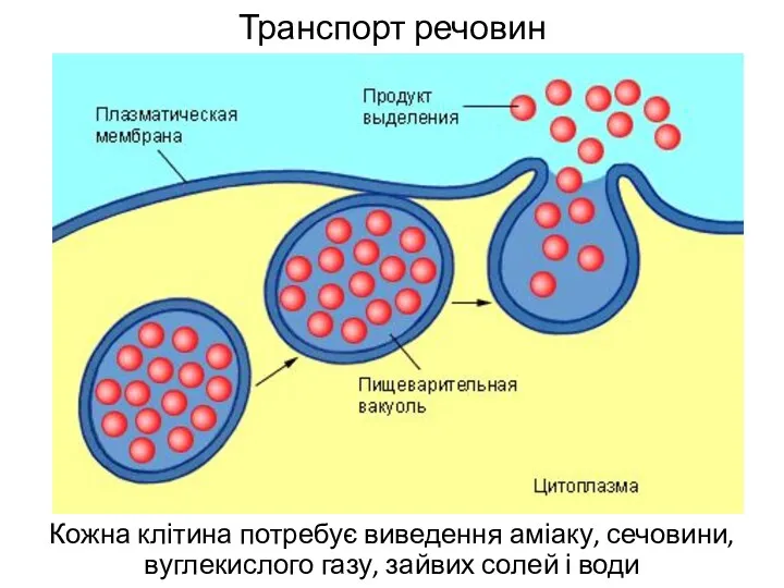 Транспорт речовин Кожна клітина потребує виведення аміаку, сечовини, вуглекислого газу, зайвих солей і води