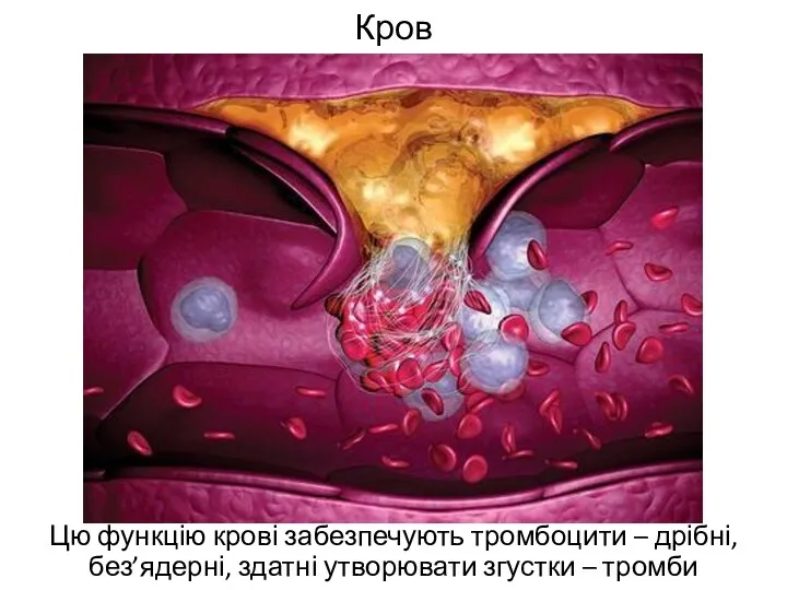 Кров Цю функцію крові забезпечують тромбоцити – дрібні, без’ядерні, здатні утворювати згустки – тромби