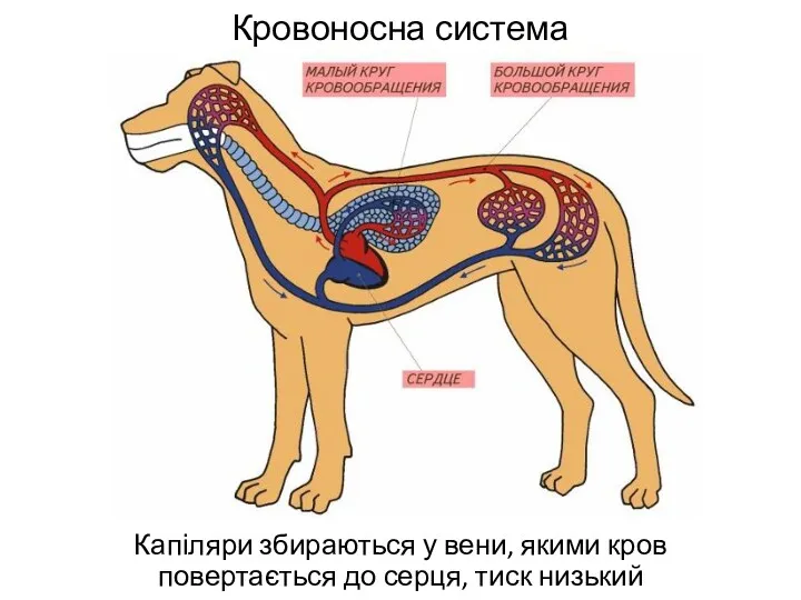 Кровоносна система Капіляри збираються у вени, якими кров повертається до серця, тиск низький