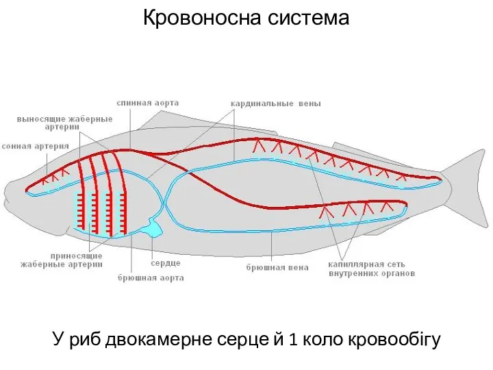 Кровоносна система У риб двокамерне серце й 1 коло кровообігу