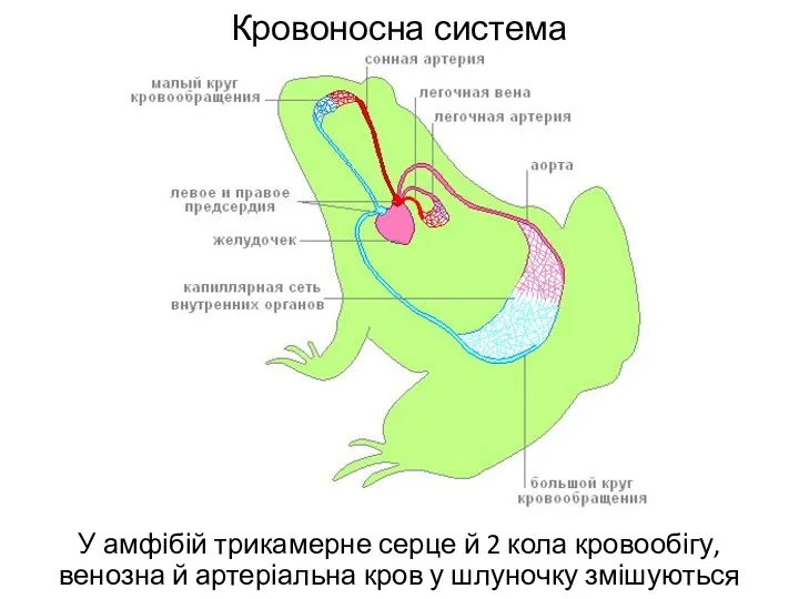 Кровоносна система У амфібій трикамерне серце й 2 кола кровообігу,