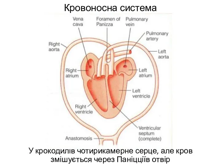 Кровоносна система У крокодилів чотирикамерне серце, але кров змішується через Паніцціїв отвір