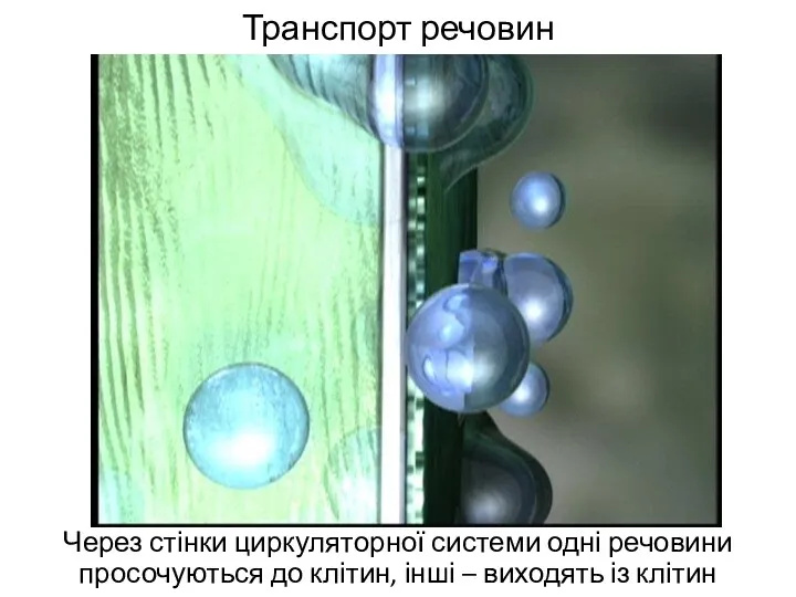 Транспорт речовин Через стінки циркуляторної системи одні речовини просочуються до клітин, інші – виходять із клітин