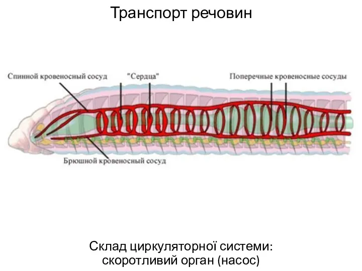 Транспорт речовин Склад циркуляторної системи: скоротливий орган (насос)