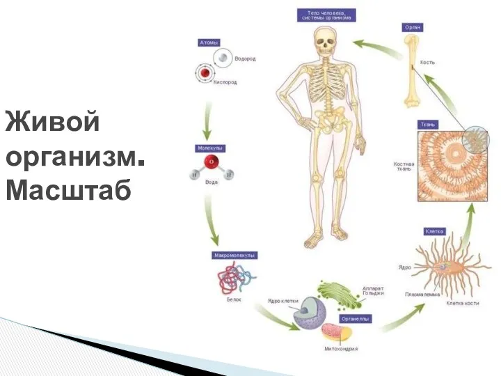 Живой организм. Масштаб