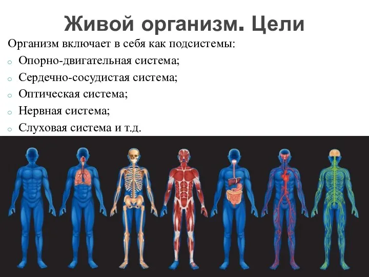 Организм включает в себя как подсистемы: Опорно-двигательная система; Сердечно-сосудистая система;