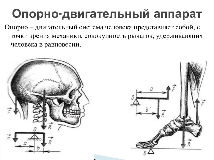 Опорно – двигательный система человека представляет собой, с точки зрения