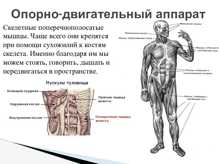 Опорно-двигательный аппарат Скелетные поперечнополосатые мышцы. Чаще всего они крепятся при