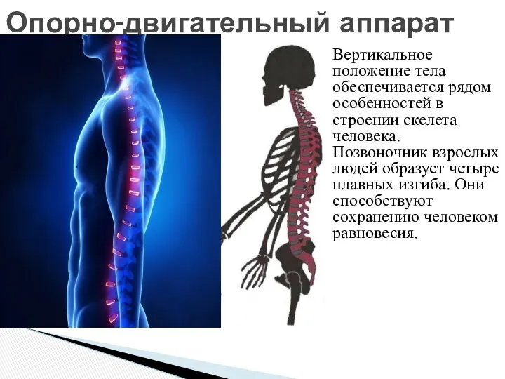 Вертикальное положение тела обеспечивается рядом особенностей в строении скелета человека.