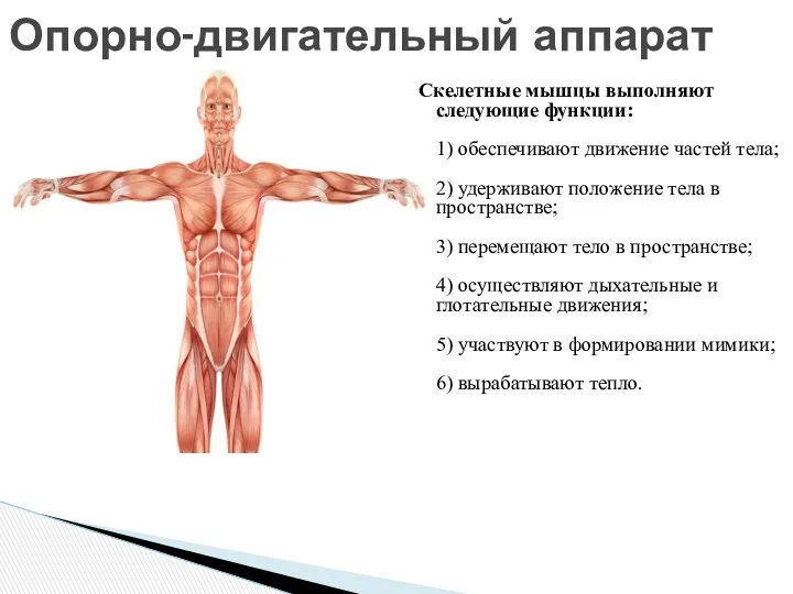 Скелетные мышцы выполняют следующие функции: 1) обеспечивают движение частей тела;