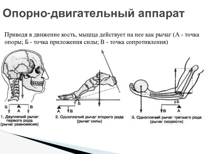 Приводя в движение кость, мышца действует на нее как рычаг