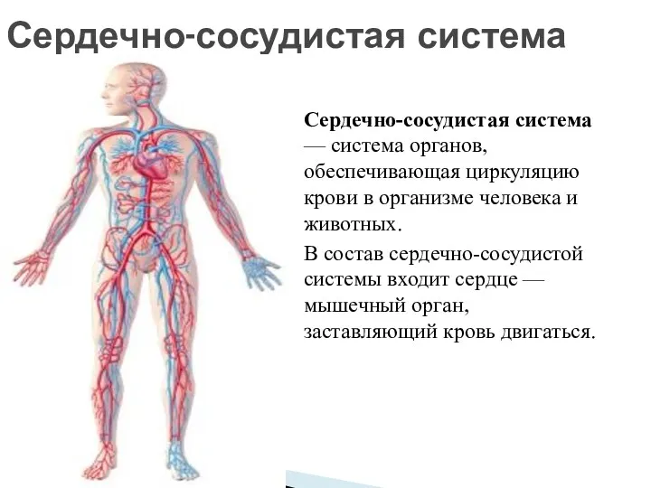 Сердечно-сосудистая система — система органов, обеспечивающая циркуляцию крови в организме